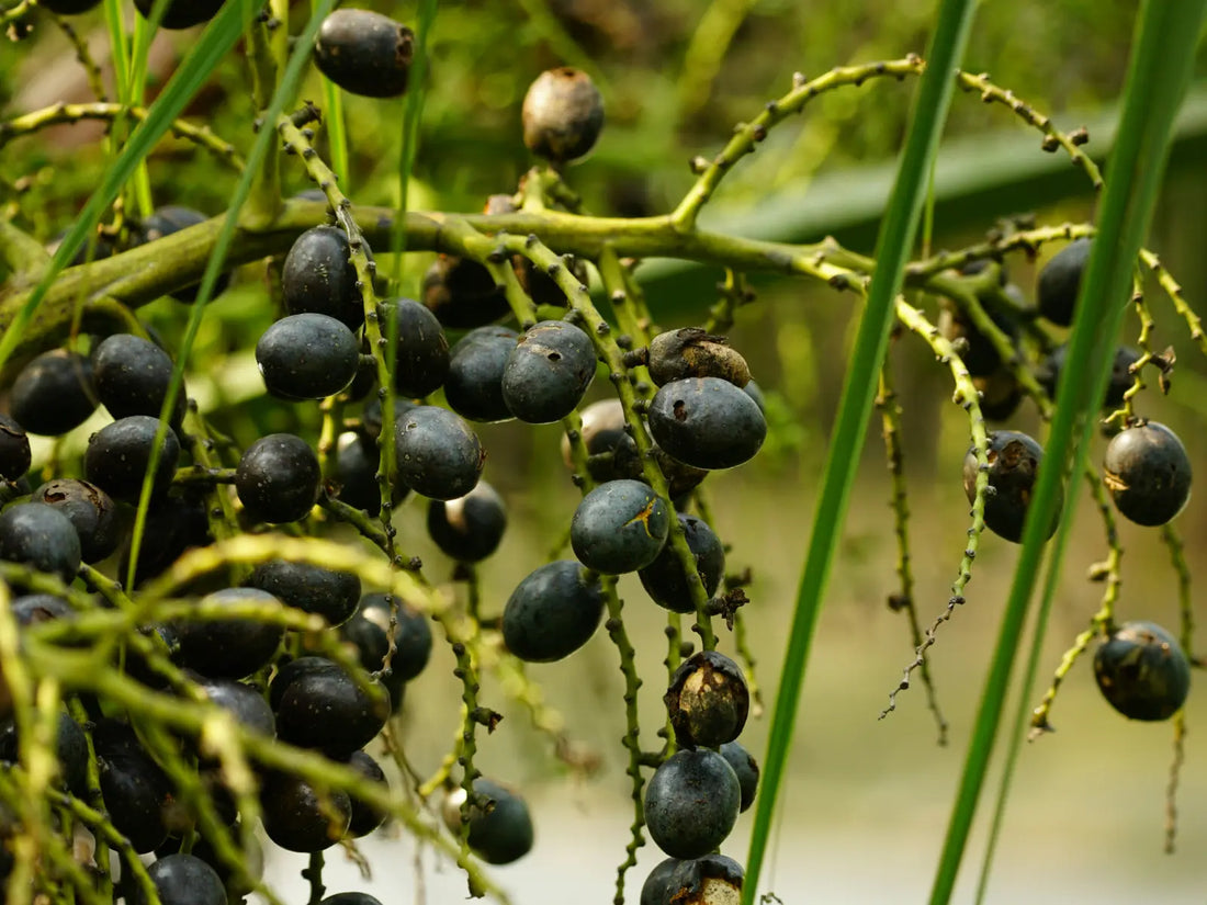 Close-up of saw palmetto berries growing on a Serenoa repens plant — the natural source of one of the most widely used herbal supplements for prostate health in men over 50
